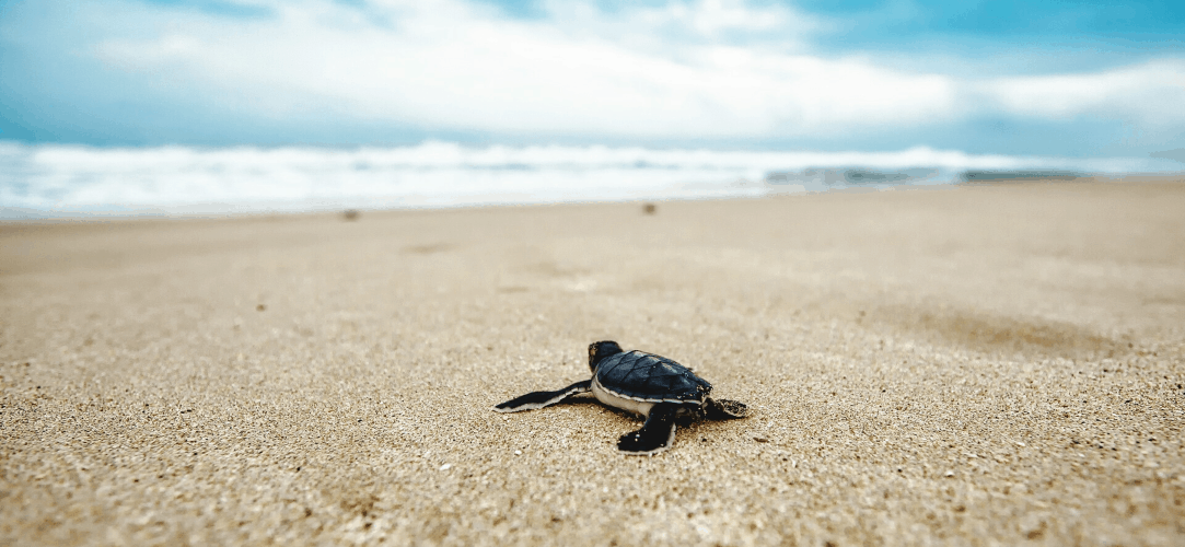 OnePlus-7-Pro-Wallpapers-Never-Settle-Turtle