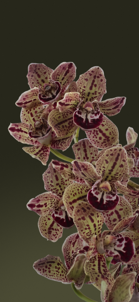 Boat Orchid Dark • Download Google Pixel Live Bloom Wallpapers
